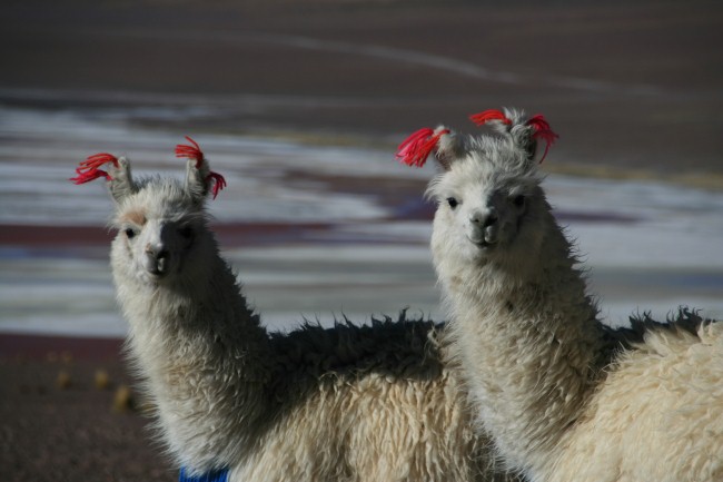 Bolivie
