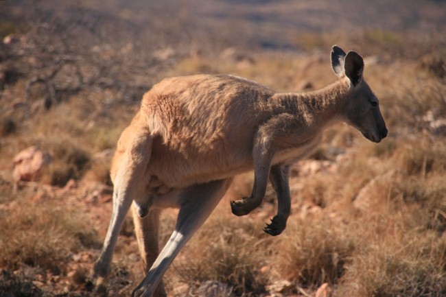 Australie